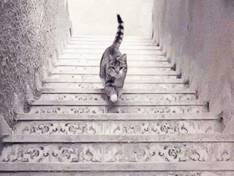 گربه روی پله‌ها